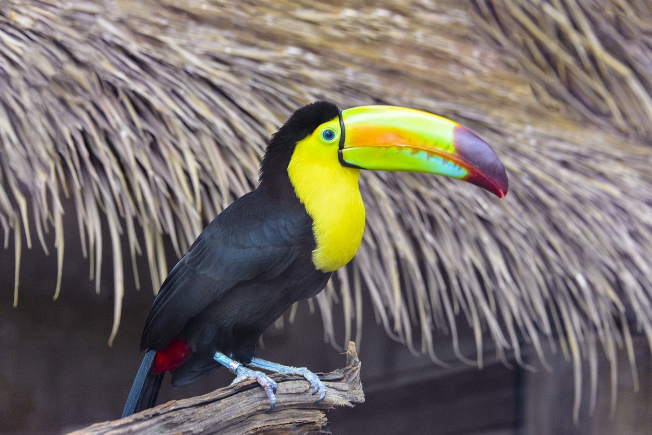 tucano