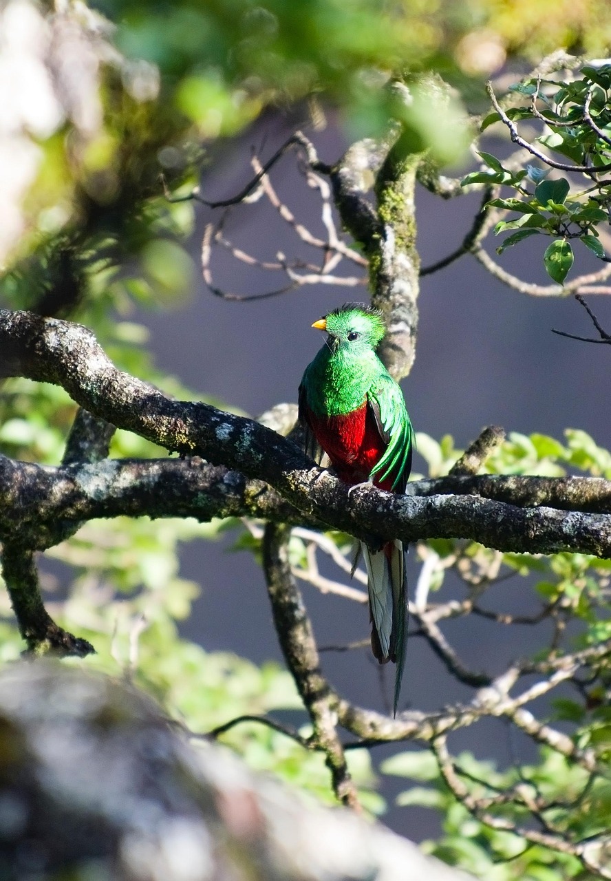 quetzal-2139297_1280.jpg